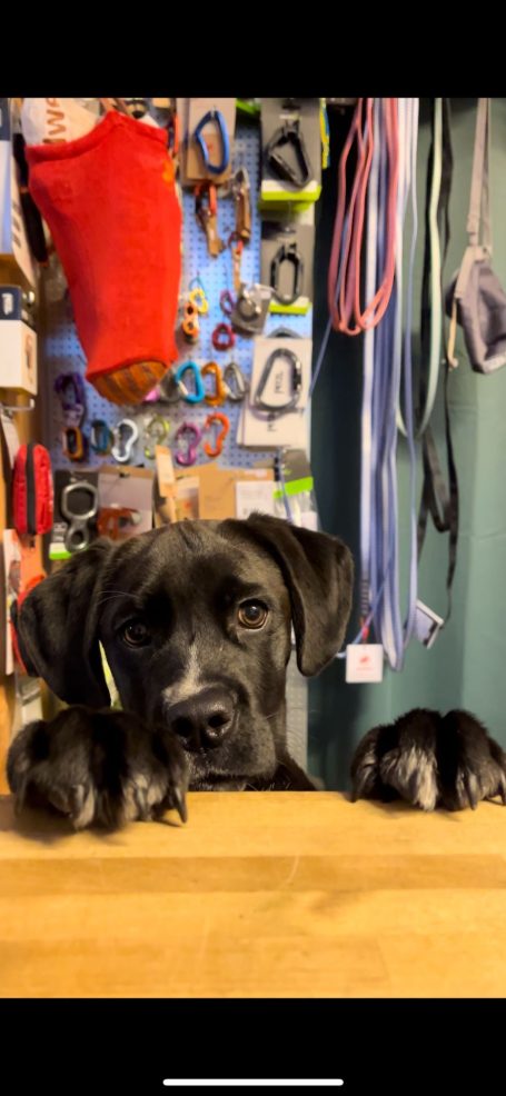 Stanley unser unbezahlter Mitarbeiter